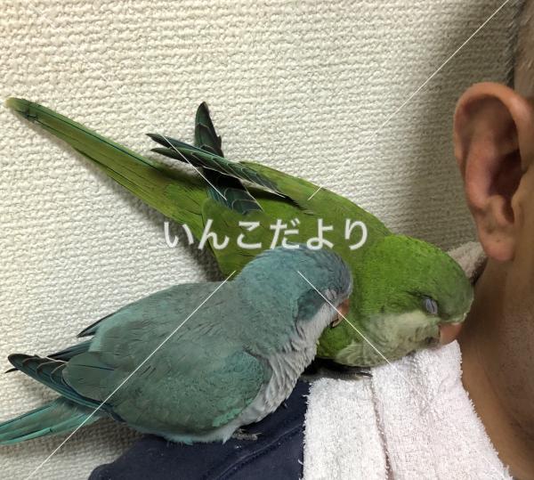 迷い鳥の写真