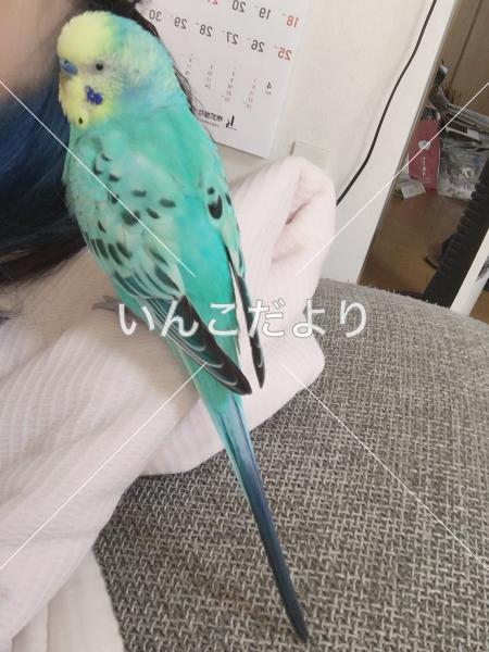 迷い鳥の写真