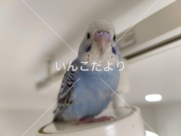 迷い鳥の写真