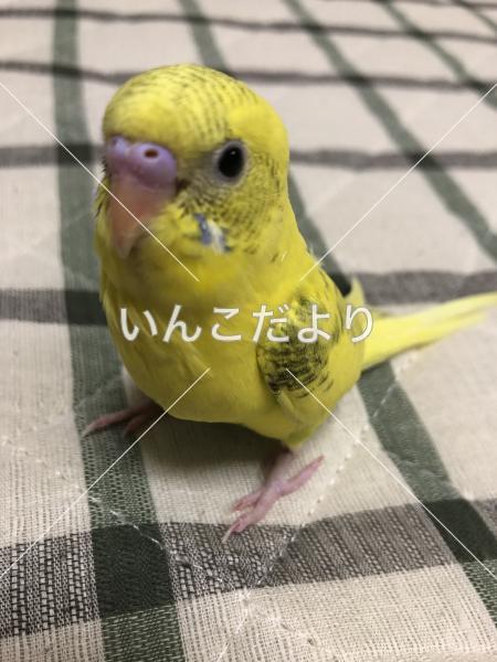 迷い鳥の写真