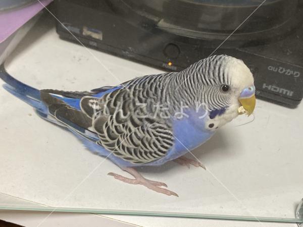 迷い鳥の写真