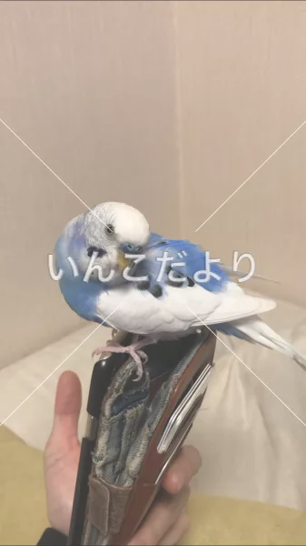 保護鳥の写真