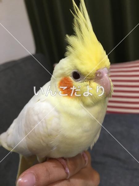 迷い鳥の写真