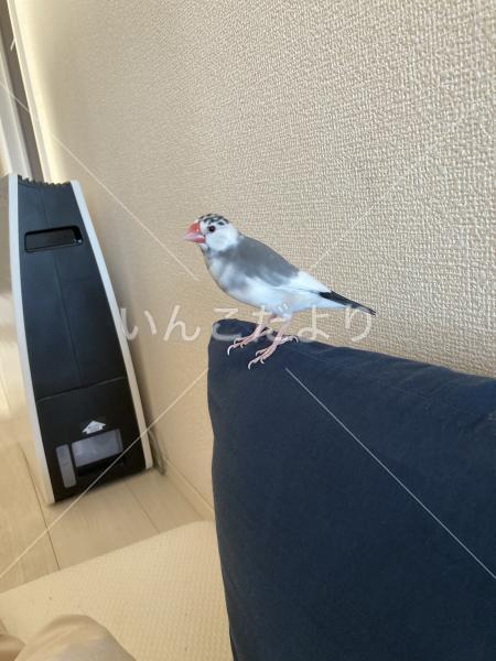 迷い鳥の写真