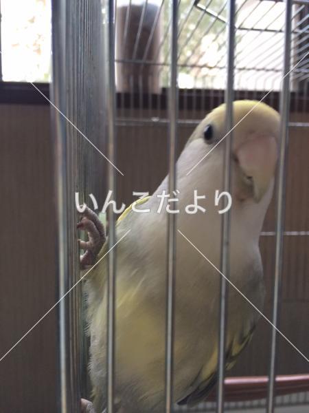 迷い鳥の写真
