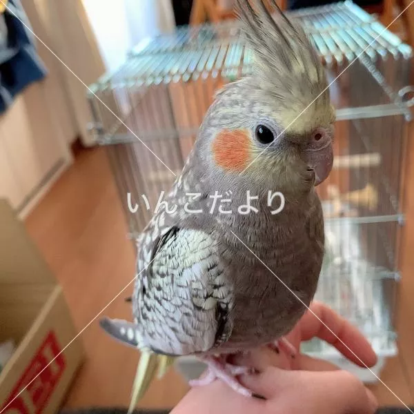 保護鳥の写真