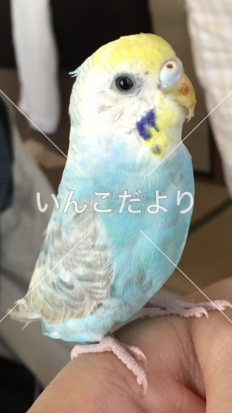迷い鳥の写真
