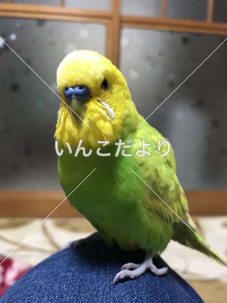 迷い鳥の写真