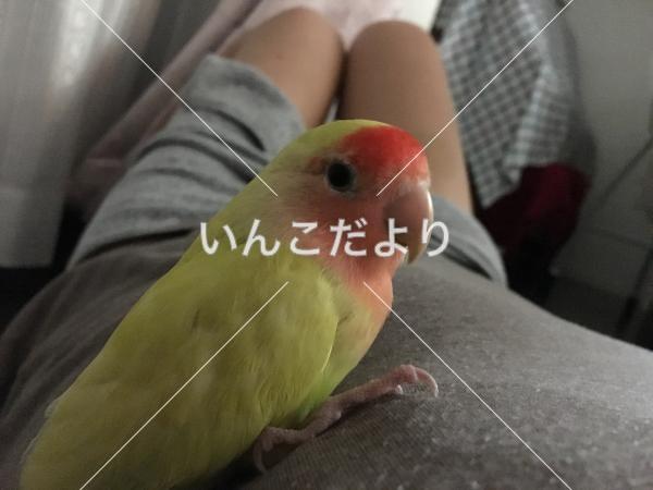 迷い鳥の写真
