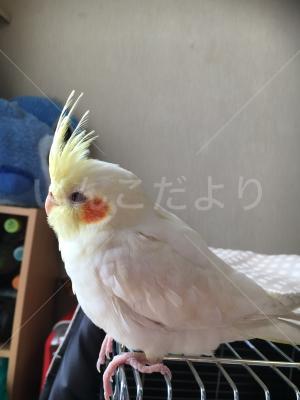 迷い鳥の写真