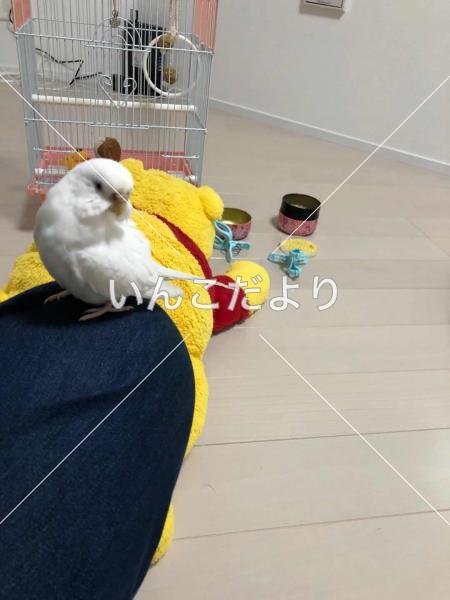 迷い鳥の写真