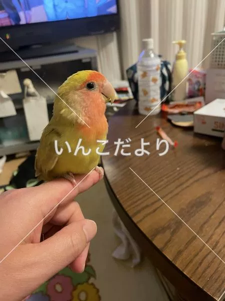 保護鳥の写真