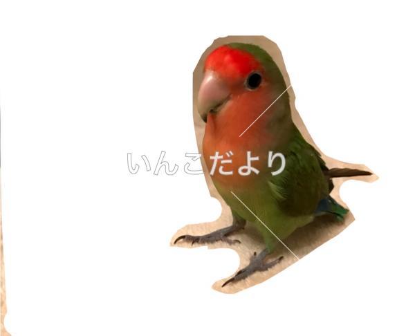 迷い鳥の写真