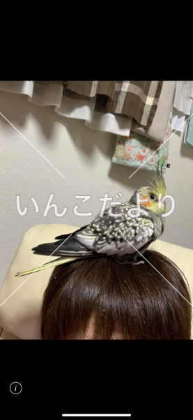 迷い鳥の写真