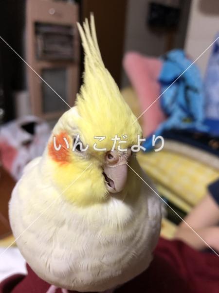 迷い鳥の写真