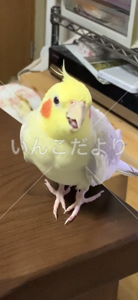 迷い鳥の写真