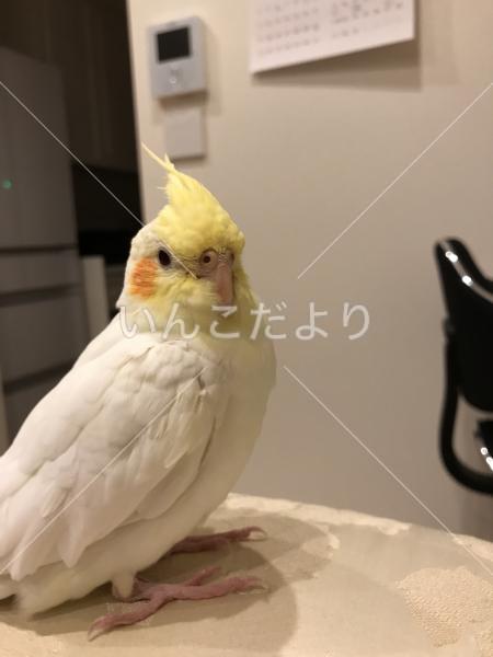 迷い鳥の写真