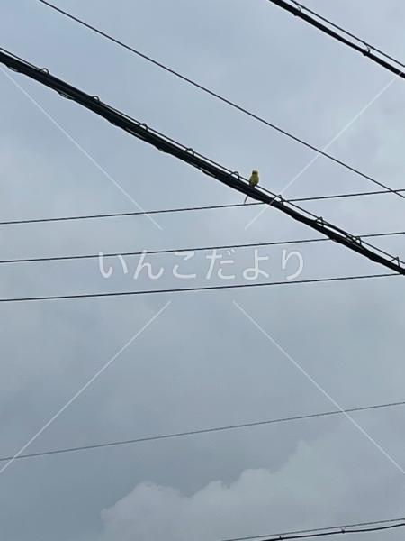 迷い鳥の写真