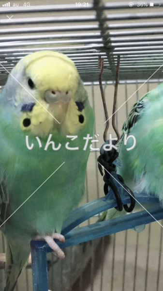 迷い鳥の写真