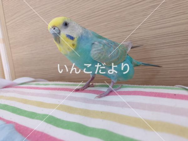 迷い鳥の写真