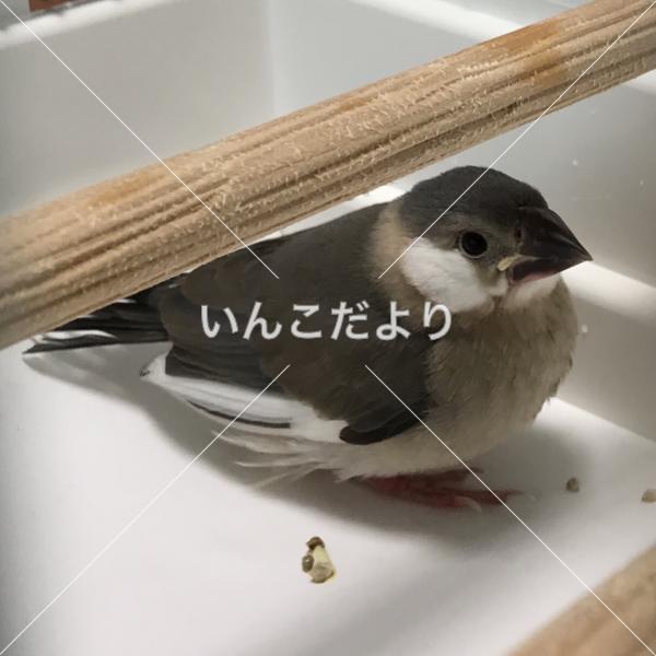 保護鳥の写真