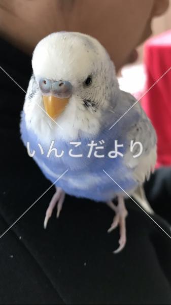 迷い鳥の写真