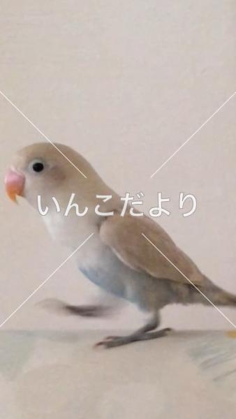 迷い鳥の写真