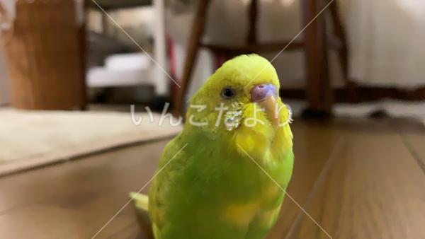 迷い鳥の写真