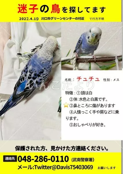 迷い鳥の写真