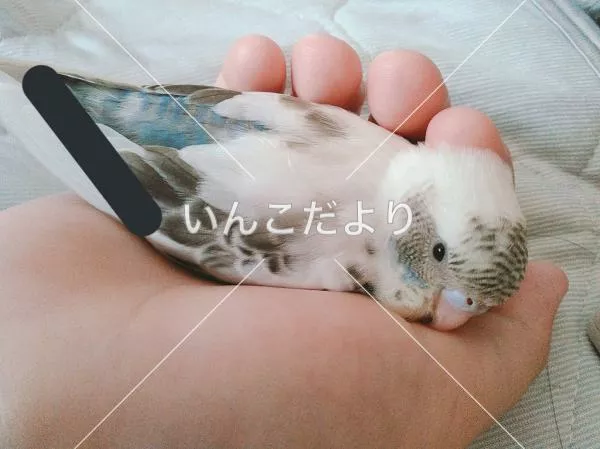 迷い鳥の写真