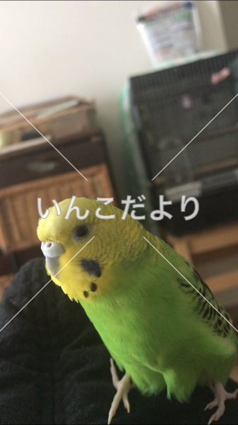 迷い鳥の写真