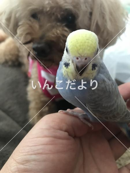迷い鳥の写真