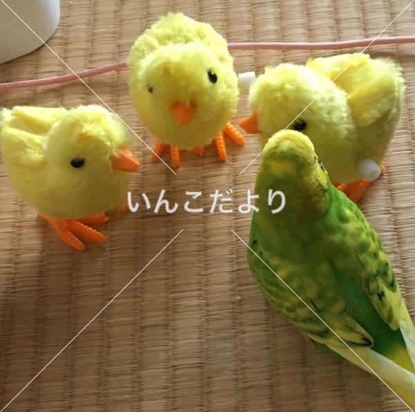 迷い鳥の写真