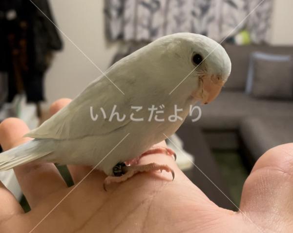 迷い鳥の写真