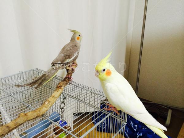 迷い鳥の写真