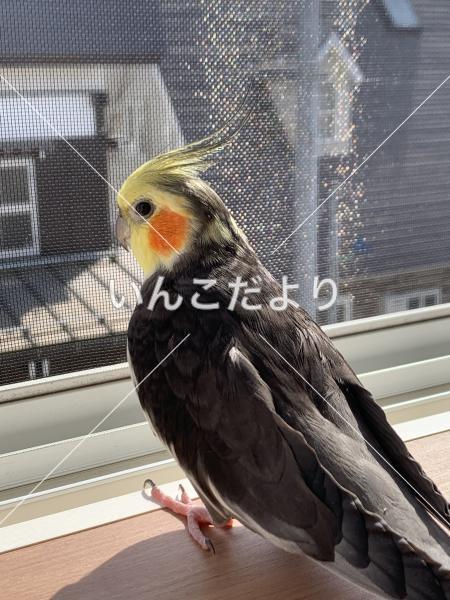 迷い鳥の写真