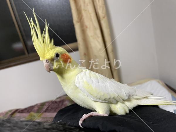 迷い鳥の写真
