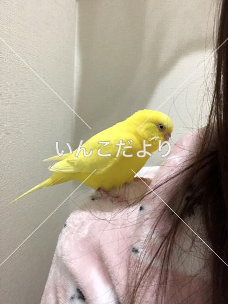 迷い鳥の写真