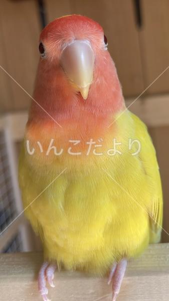 迷い鳥の写真