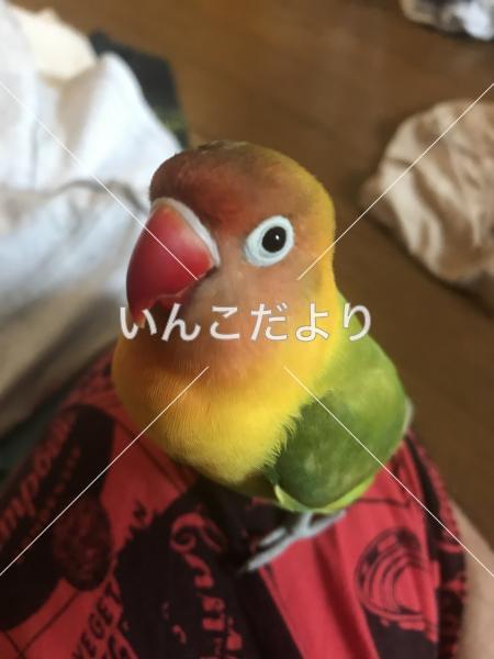 迷い鳥の写真