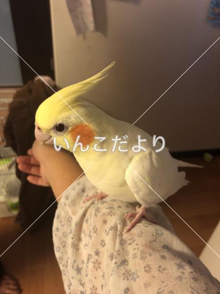 迷い鳥の写真