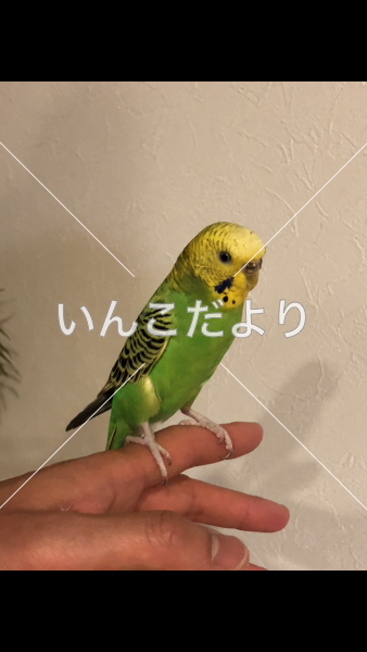 迷い鳥の写真