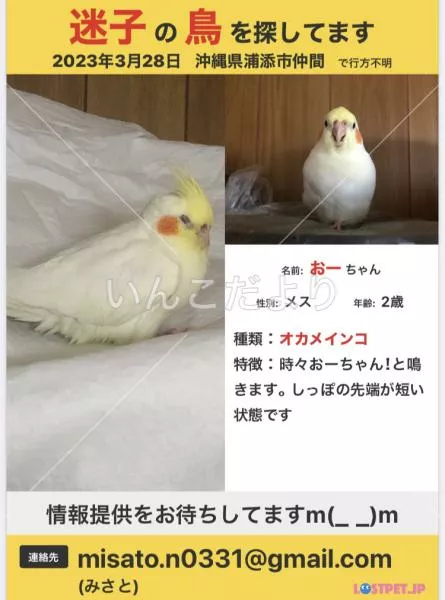 迷い鳥の写真