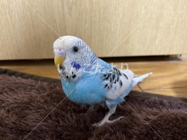 保護鳥の写真