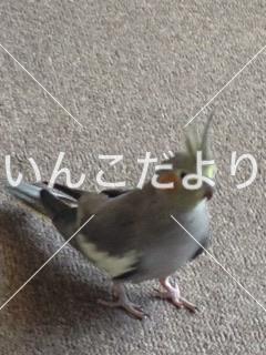 迷い鳥の写真