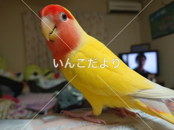 迷い鳥の写真