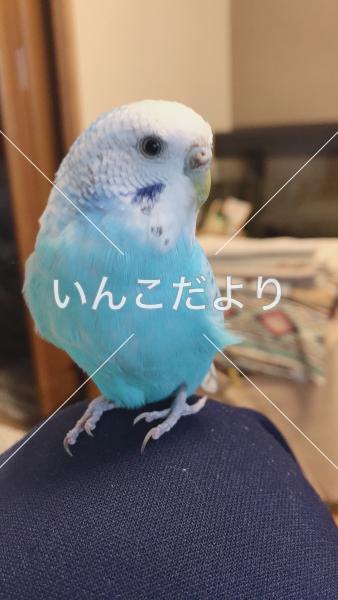 迷い鳥の写真