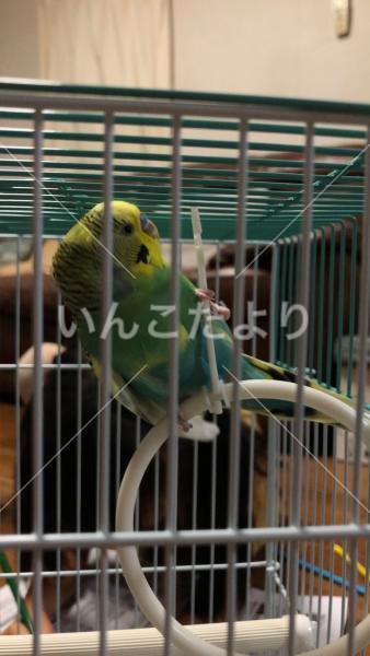 保護鳥の写真