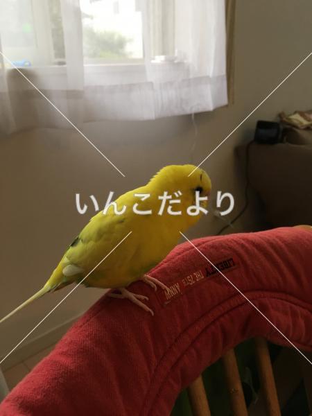 迷い鳥の写真