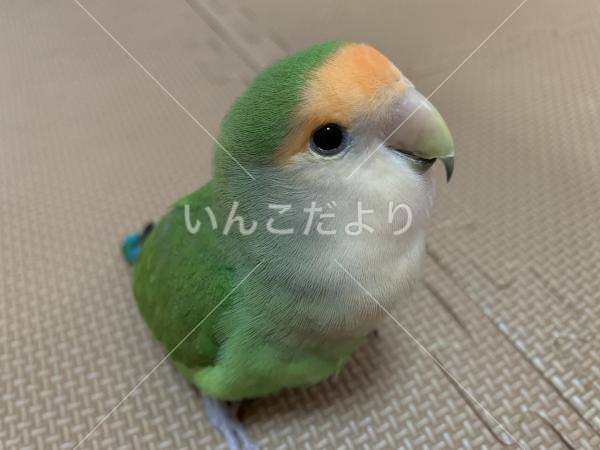 迷い鳥の写真